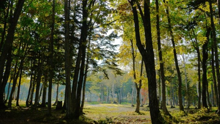 Sunlit forest filled with tall trees, soft sunlight filtering through green leaves, and a clear dirt path.
