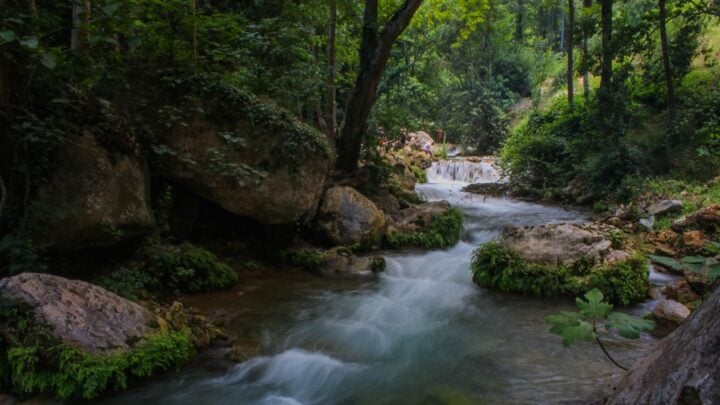 A rushing freshwater stream flowing over moss-covered rocks through a lush green forest.